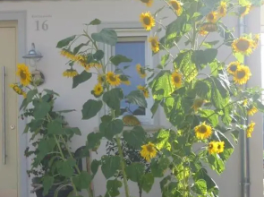 Ferienwohnung am Obstgarten