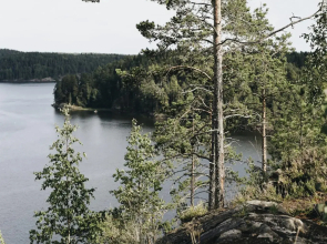 Вили Улей Карелия