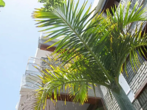 Apartamentos El Paseo