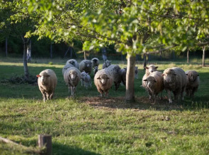 Dióliget - Zöld Dió Házikó