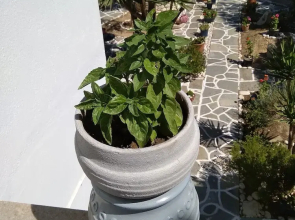 Kiki's Apartment Huge Balcony Dream