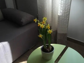 Regina Apartment