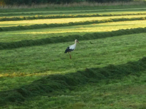 Bed and Breakfast Gasteren