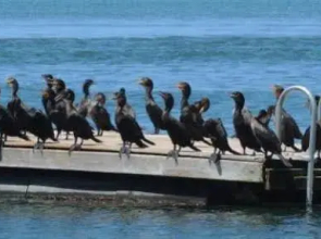 Knights Key RV Park