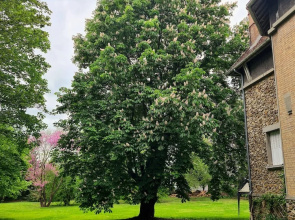 Demeure du saule Madame
