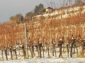 Blick über Krems mit Terrasse