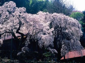 Hotel Kajikasou