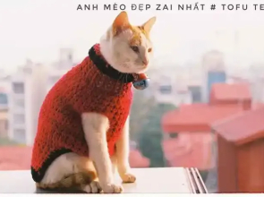 Tofu's House - A place called Home