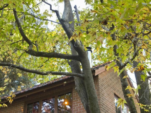 Cherrytree Cottage