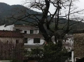 Qingyuan Yinxing Farm Stay
