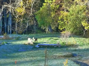 Le bois des cerfs