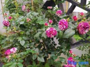 Yongzhou Xiaoxiang Xuyuan Homestay
