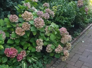 Stylisches Garden Cottage