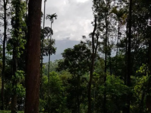 Green Tea Estate Bungalow