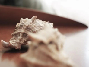 Apartment Butorac Selce