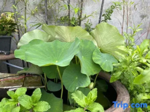 Shenbei Flower Garden Light Luxury Flower Homestay