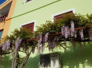 Apartments Judit