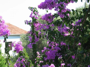 Lucky - 150m From the sea - A1