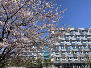 Sokcho Marina Bay hotel