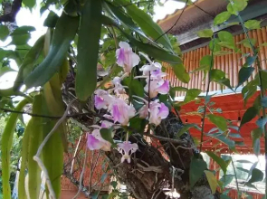 Eco House Mộc Châu