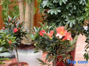 Floral Hotel Fengyu Chenxi Hotel (Phoenix Ancient Town Center)