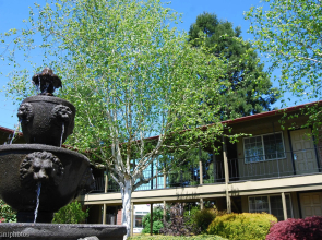 Village Inn Springfield