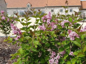 Meesterhof