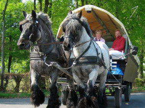 Ferienwohnungen Wiesengrund