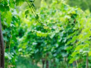 Nika Vacheishvili's guest house