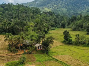 Forest & Fields Sinharaja