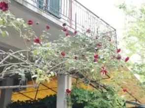 O Kipos tis Skardamoulas