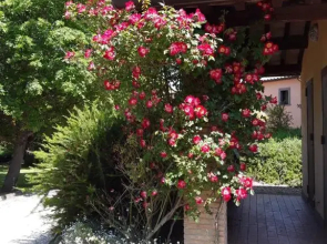 Laporcilaia