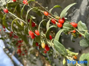 Altai Dun Linyou Villa