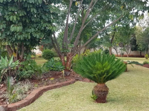 Palm villa