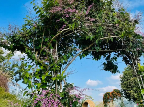 Phuyafahsai The Resort Khao Kho