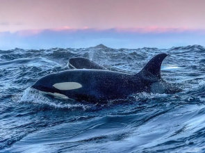 Aurora Glamping By The Whales
