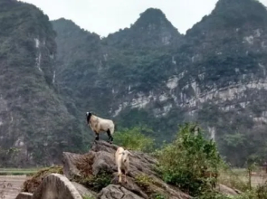 Hoa Lu Shack