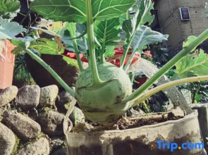 Huamanli · Zen Healing Homestay (Yunhe Terrace Scenic Area)