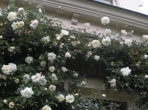 De Blauwe Luiken