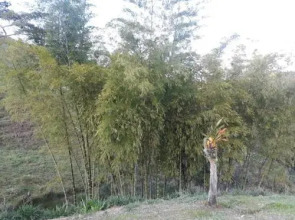 Finca Los Laureles