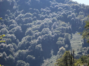 Kayi Pansiyon