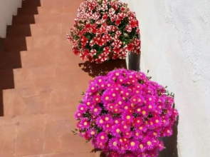 Amecasa Augusta