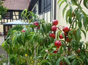 Maison de vacances Alsace - Ferienhaus Elsaß - Holiday house Alsace