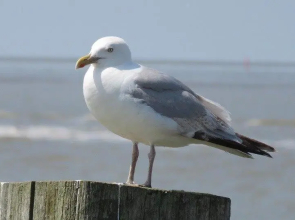 SEAVIEW STUDIO with sleeping corner - 6p - OOSTENDE - Type AMSTERDAM - Nice terrace and balcony with direct seaview, situated at the beachfront