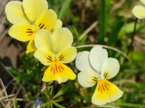 Your Stay in Kelmis - La Calamine- Cosy apartment in the Ardennes -Three-country point