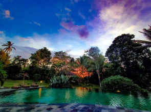 Bali Palms
