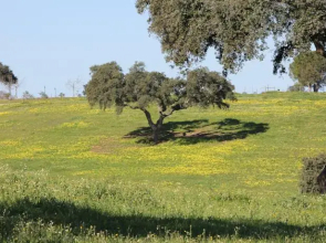 Monte Aguentinha do Campo