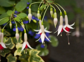 Rosehill Guest House