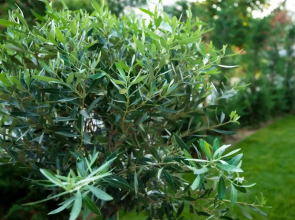 Olive 201