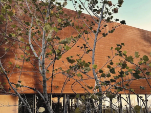 inchantreedoolay Huahin